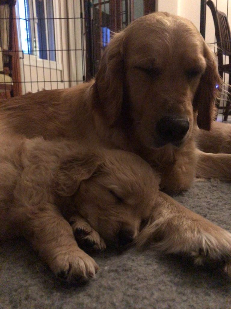 Cachorra de Golden Retriever