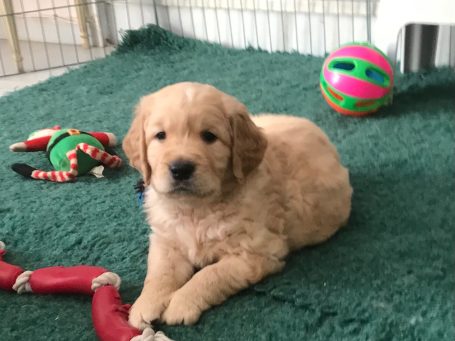 cachorro de golden retriever