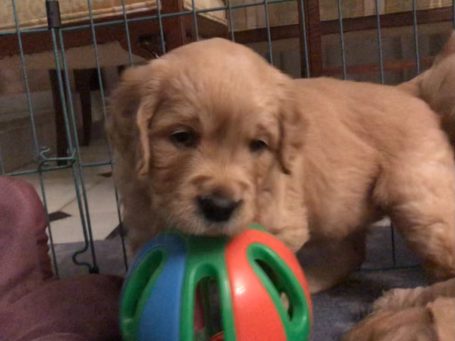 cachorro de golden retriever