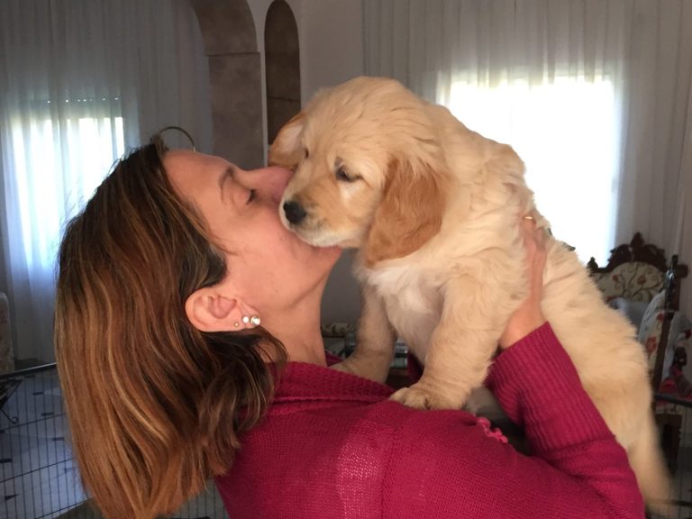 Cachorro golden retriever, foto