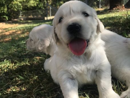 cachorros golden retriever